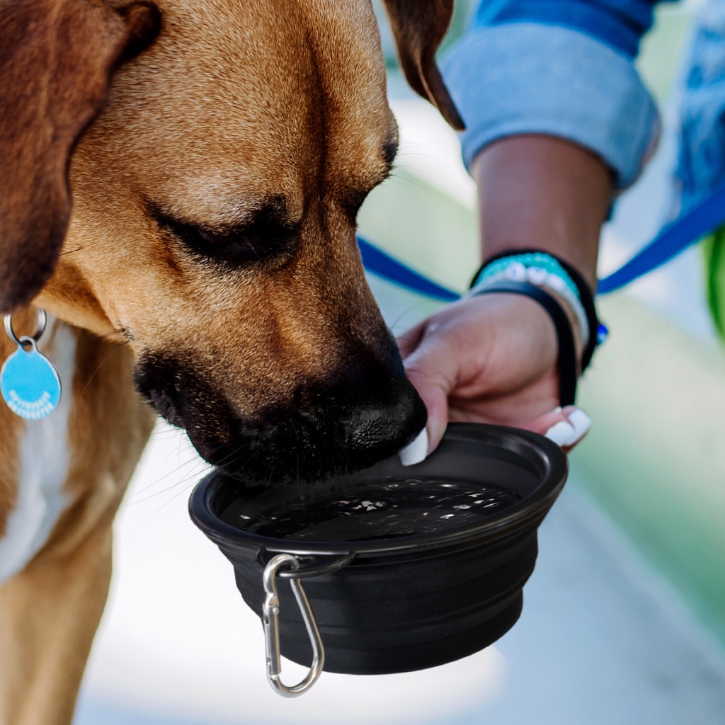 [123710] Silicone Collapsible Pet Bowl - 123710